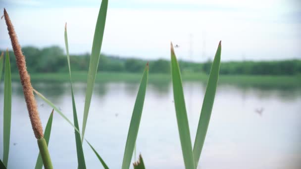 Os bulrushes e mosquitos voadores — Vídeo de Stock