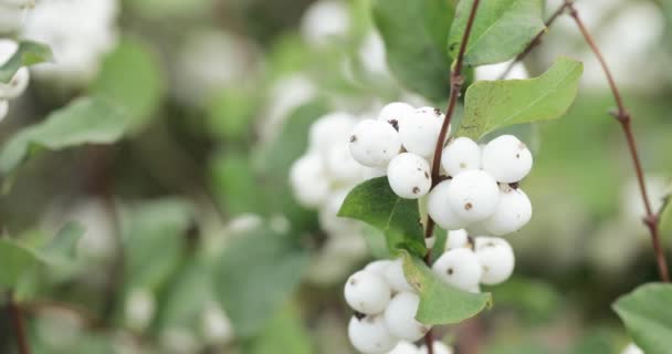 Frutas blancas como la nieve laevigatus — Vídeos de Stock