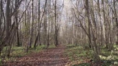 Sonbahar ormanı boyunca yol