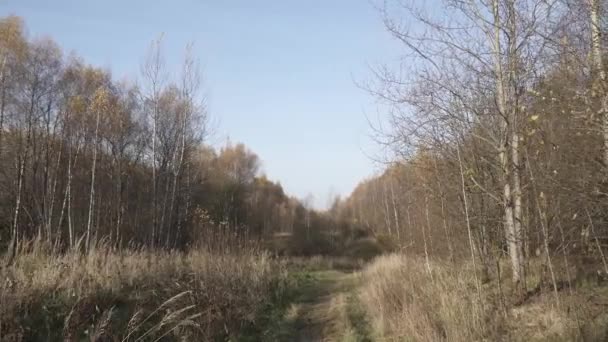 Despejando en el bosque mixto de otoño — Vídeo de stock