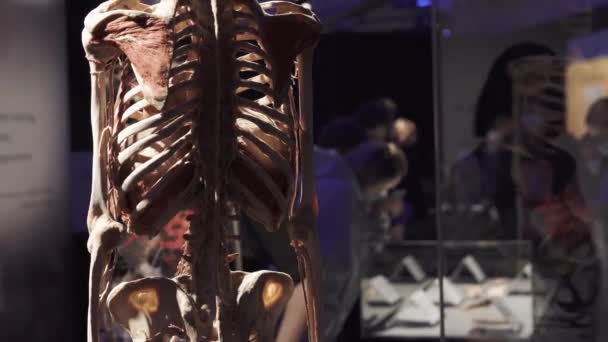 Esqueleto humano con piel y órganos internos extraídos, dividido en capas — Vídeo de stock