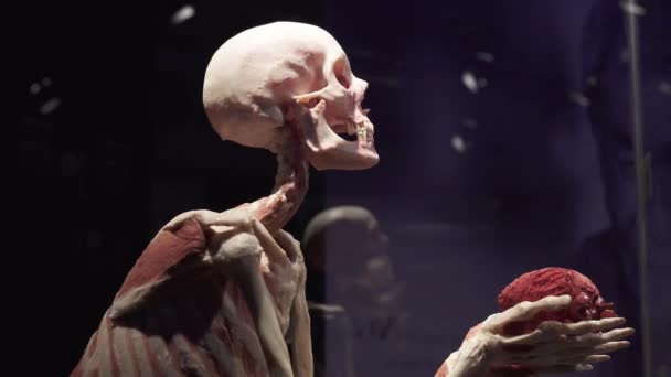 Esqueleto humano con piel extraída y corazón — Vídeo de stock