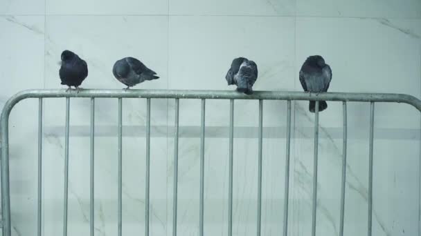 Pigeons in the subway lobby — Stock Video