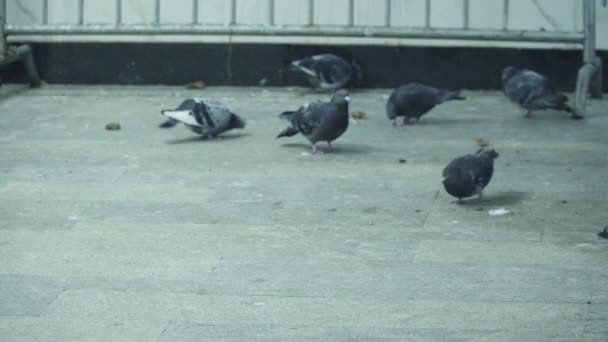 Pigeons in the subway lobby — Stock Video