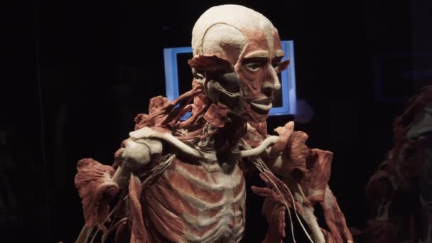 Human skeleton with skin and internal organs removed, divided into layers — Stock Video