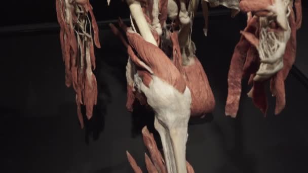 Ludzki szkielet z usuniętą skórą i organami wewnętrznymi, podzielony na warstwy — Wideo stockowe
