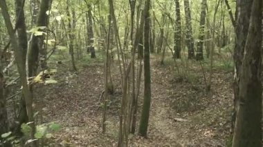 Sonbahar ormanı boyunca yol