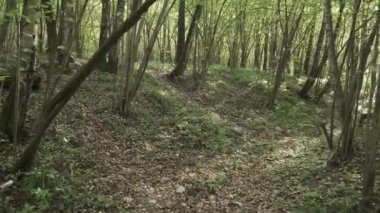 Kuru orman nehir yatağı doğa