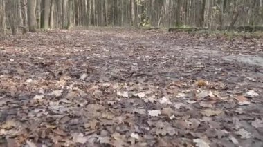 Düşen yapraklar ve toprak yol