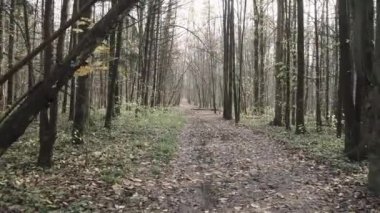 Sonbahar ormanı boyunca yol