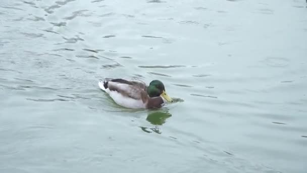 Eenden in een vijver in het park — Stockvideo