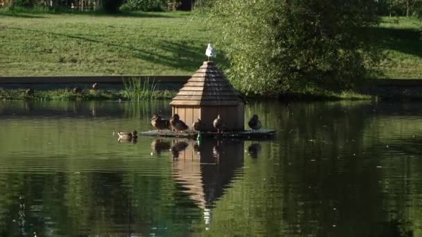 Casa de pato de madeira no parque — Vídeo de Stock