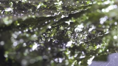 Bir tabak kurumuş yosun.