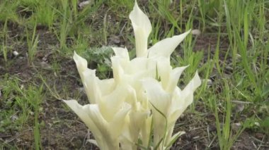 Hosta Beyaz Tüy