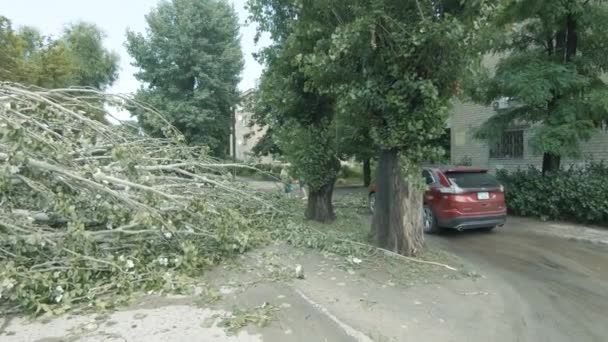 Poplar pyramidální padl na silnici podél ulice Karagandinskaya — Stock video