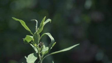 Kanatlı karıncalar yeşilin üzerinde uçuyor