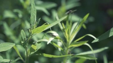 Kanatlı karıncalar yeşilin üzerinde uçuyor