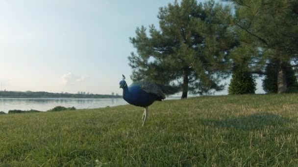 芝の上で孔雀に餌をやる — ストック動画