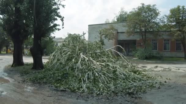 Álamo piramidal caiu na estrada ao longo da rua Karagandinskaya — Vídeo de Stock