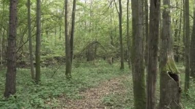 Devrilmiş ağaçlı sonbahar ormanı