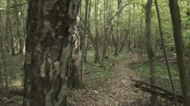 Devrilmiş ağaçlı sonbahar ormanı