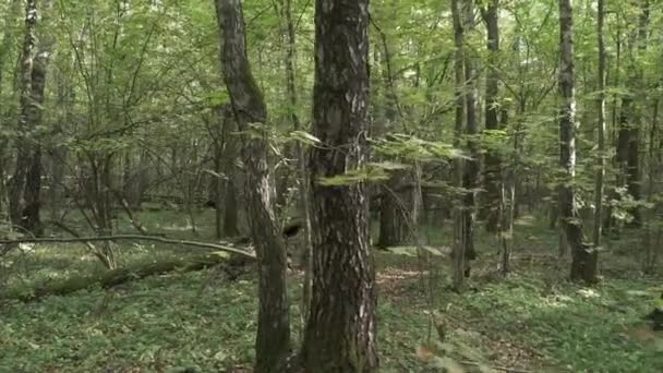 Herbstwald mit umgestürzten Bäumen — Stockvideo