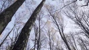 Sonbaharda karışık ormanlar