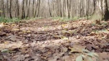 Sonbahar ormanı boyunca yol