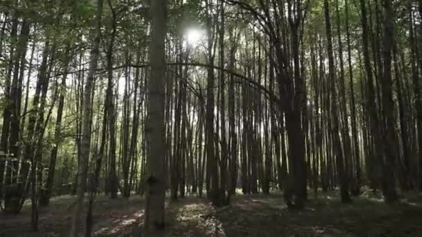 Sol nos ramos das árvores — Vídeo de Stock