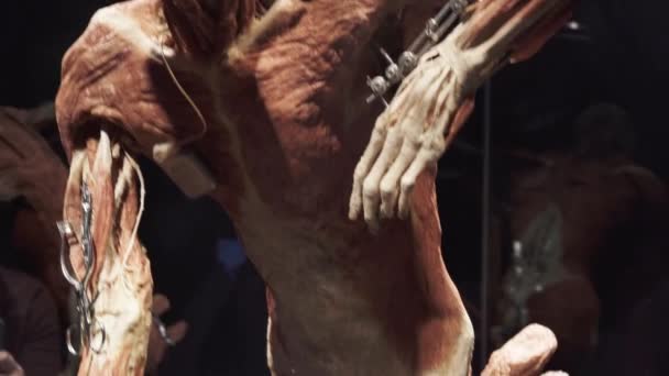 Ανθρώπινος σκελετός με αφαίρεση δέρματος και εσωτερικών οργάνων, χωρισμένος σε στρώματα — Αρχείο Βίντεο