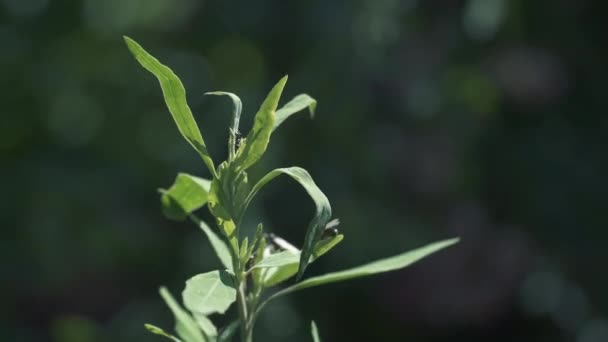 Kanatlı karıncalar yeşilin üzerinde uçuyor — Stok video