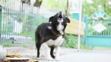 Bir zincir üzerinde köpek kabuk