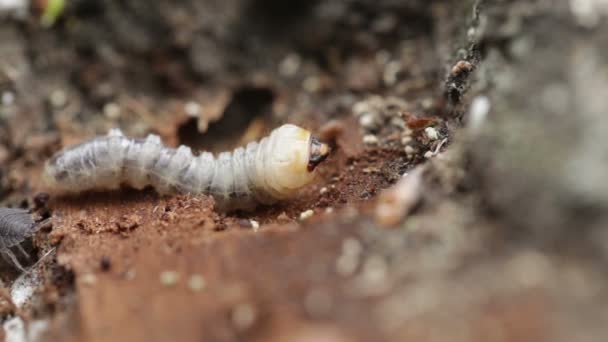 May beetle larva — Stock Video