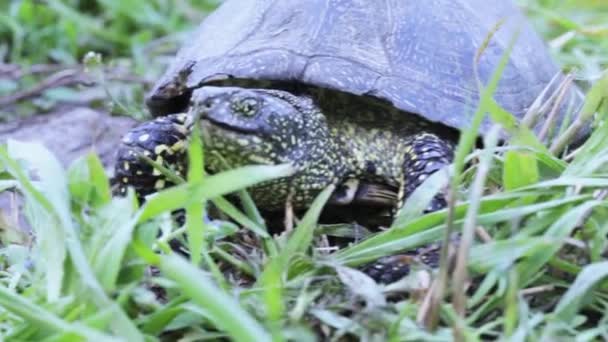 Sköldpadda i gräset — Stockvideo