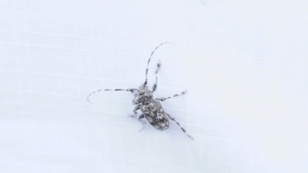 斑点的灰色伐木工人甲虫 — 图库视频影像