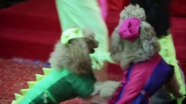 Köpekler sirkte gerçekleştirmek
