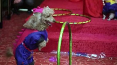 Köpekler sirkte gerçekleştirmek