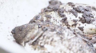 canlı balık yakaladı