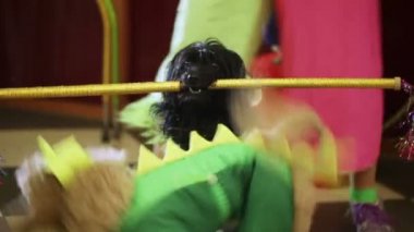 Köpekler sirkte gerçekleştirmek