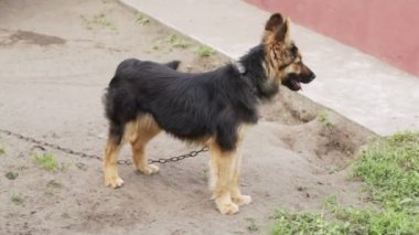 Bir zincir üzerinde köpek kabuk