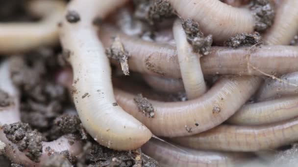 Tangle earthworms — Stock Footage Tangle earthworms Royalty Free Stock Video
