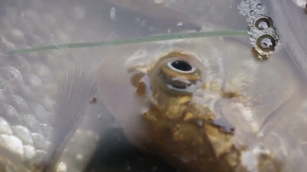 Lebende Fische gefangen — Stockvideo