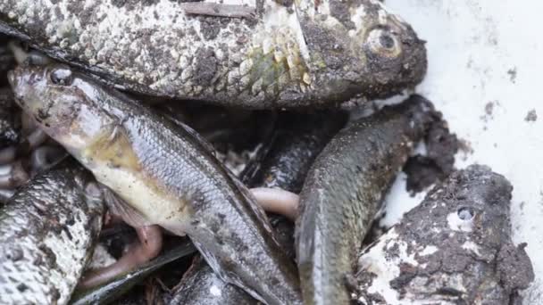 Lebende Fische gefangen — Stockvideo