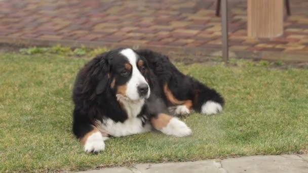 El patio de invierno es un perro . — Vídeo de stock