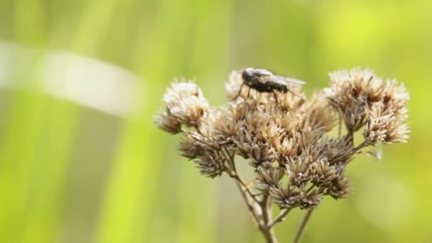 Κάθεται στο ξηρό λουλούδι μύγα μύγες — Αρχείο Βίντεο
