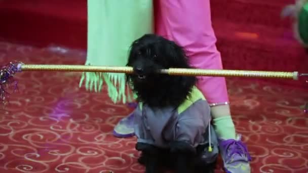 Dogs perform at the circus — Stock Video