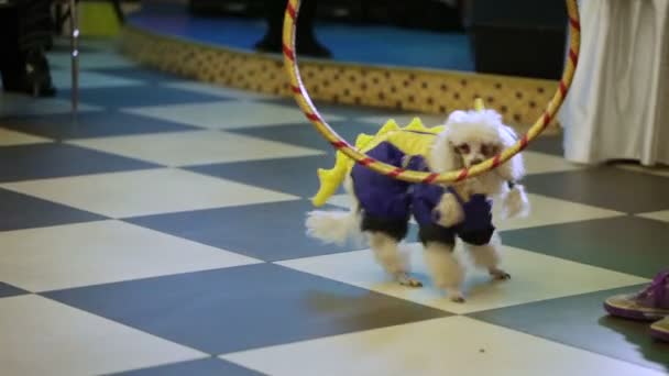 狗在马戏团表演 — 图库视频影像