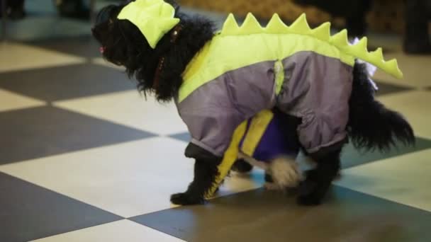 Hund utföra på cirkus — Stockvideo