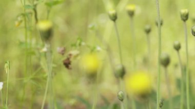 Sarı çiçekler uzun