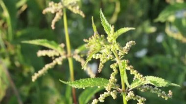 Isırgan otunun kök çiçek tomurcukları ile